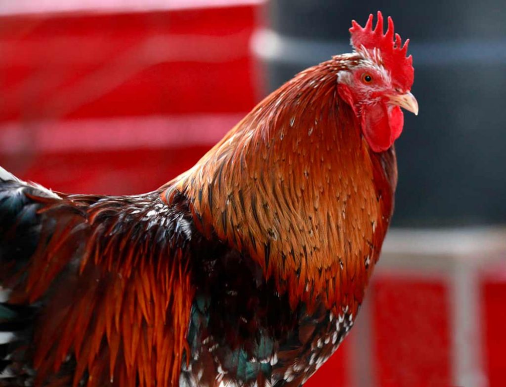 landrace-fowl